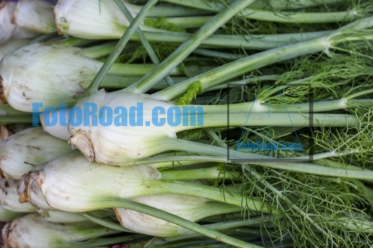 Fennel background from farm market