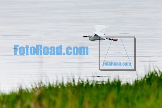 Flying great egrety near water