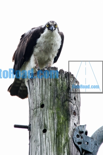 Osprey sitting on electrical pool with white sky and looking to 