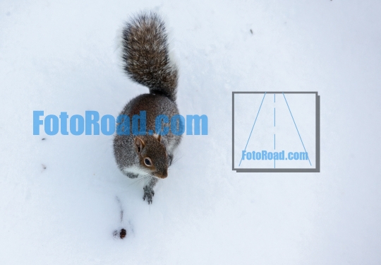 Squirrel walking on snow after blizzard