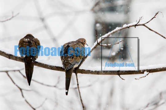 Two turtle dove sitting on tree in blizzard
